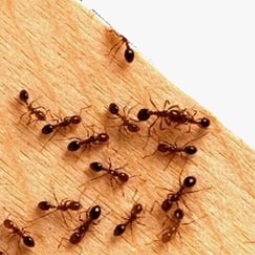 ETAT RELATIF A LA PRESENCE DE TERMITES